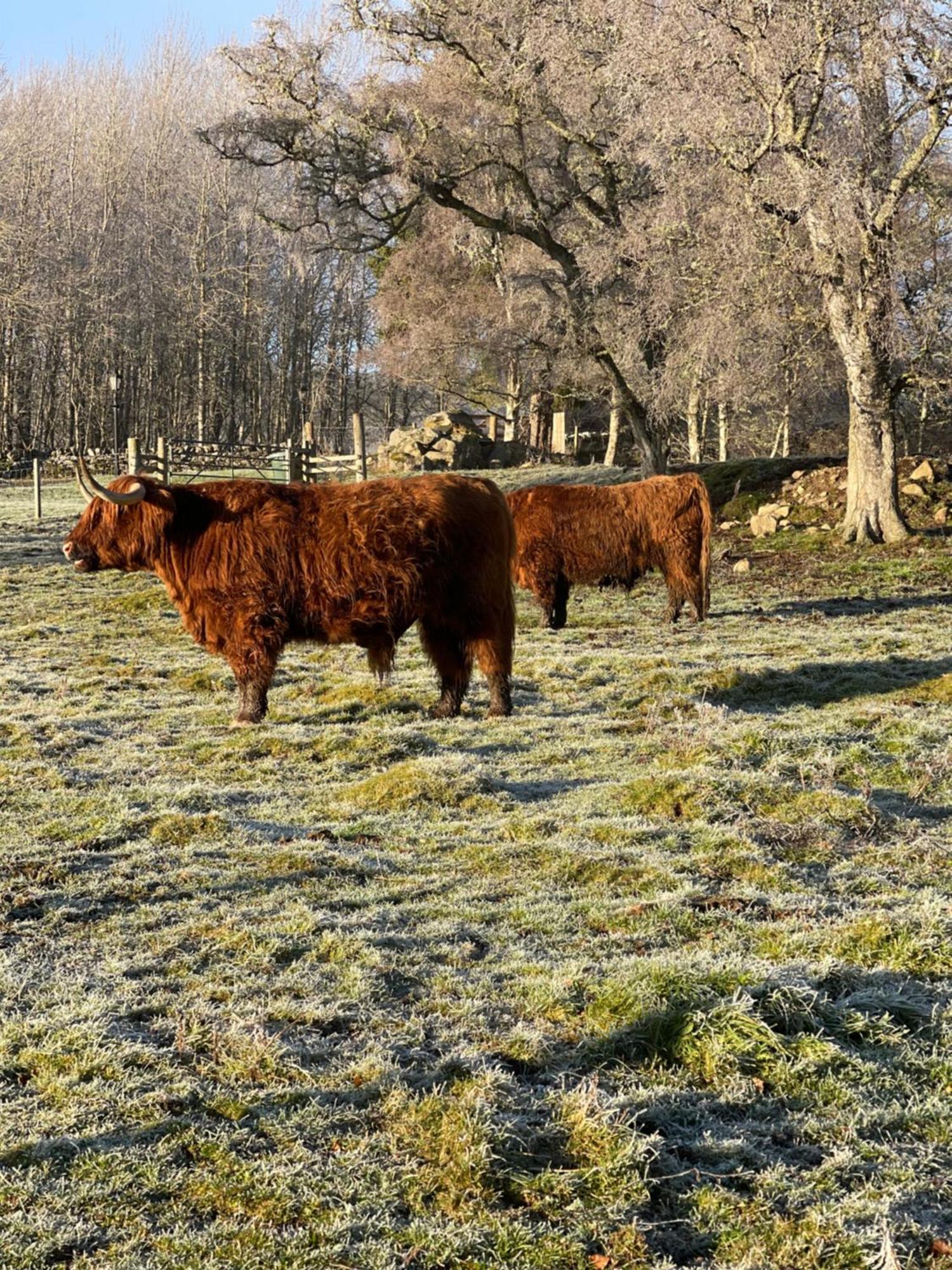 Coppice Cottage Grantown-on-Spey Εξωτερικό φωτογραφία