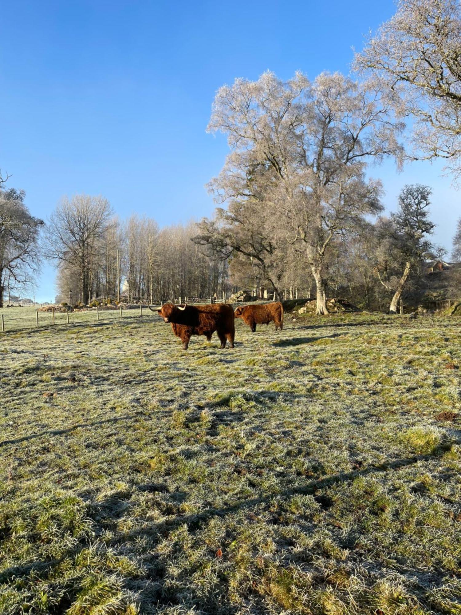 Coppice Cottage Grantown-on-Spey Εξωτερικό φωτογραφία