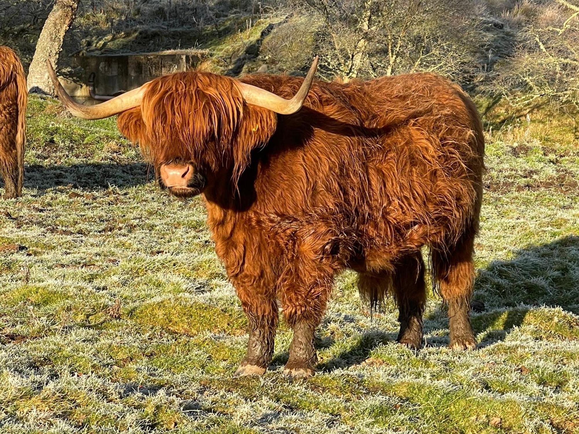 Coppice Cottage Grantown-on-Spey Εξωτερικό φωτογραφία