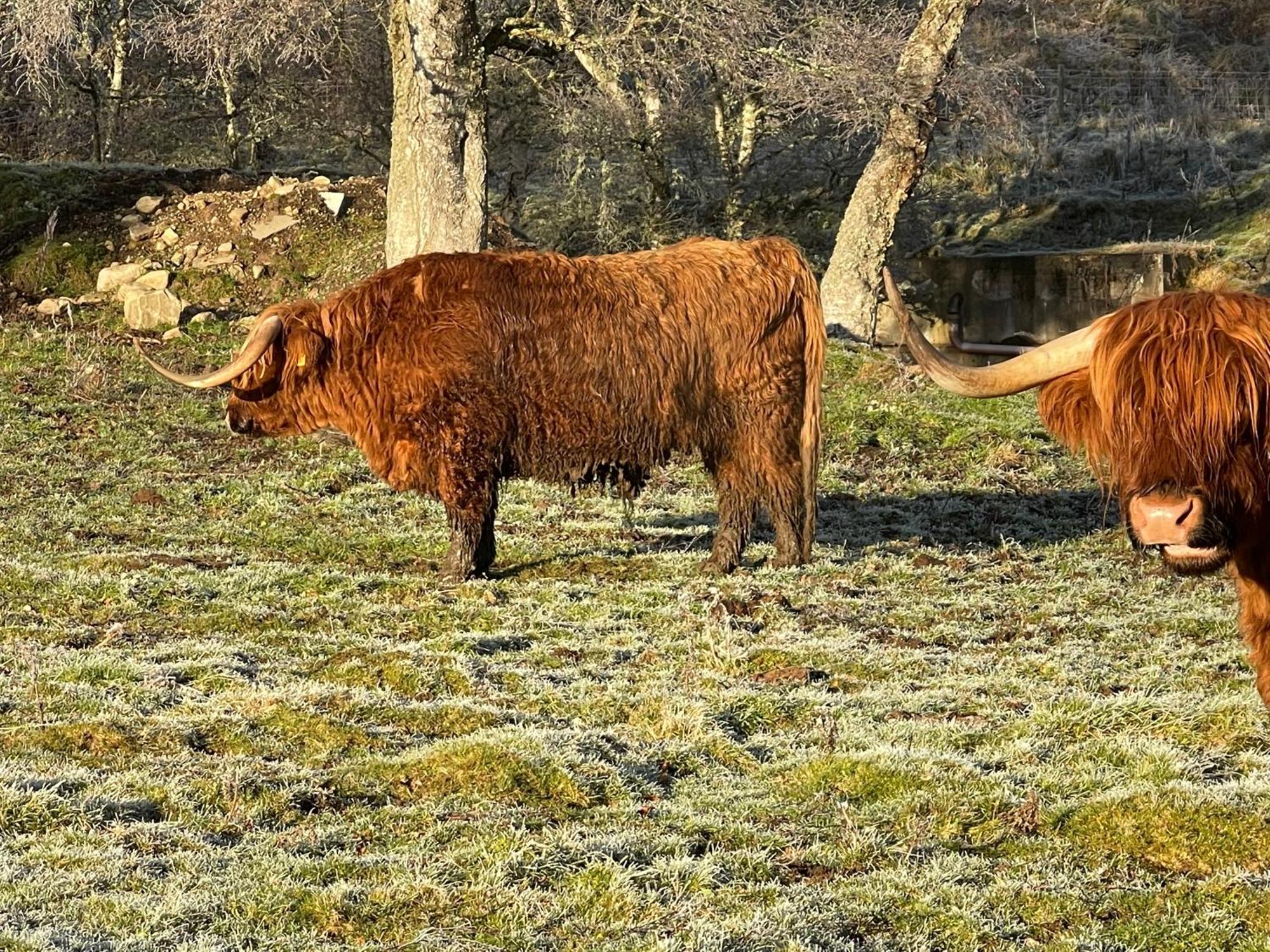 Coppice Cottage Grantown-on-Spey Εξωτερικό φωτογραφία